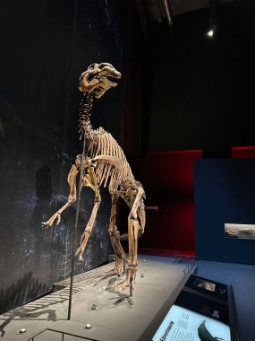 Leiden, Hollanda - 19 Kasım 2022: Müzedeki Plateosaurus 'un gerçek boyutlu iskeleti