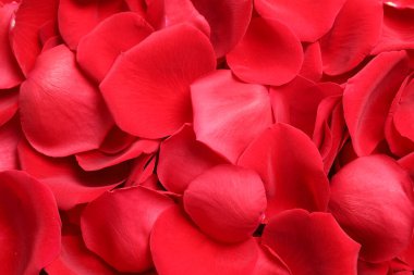 Arka plan olarak taze kırmızı gül yaprakları, yakın plan