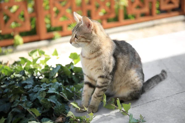 Osamělá Zbloudilá Kočka Poblíž Zelené Rostliny Ulici Domácí Mazlíček — Stock fotografie