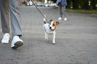 Şehir caddesinde Jack Russell Terrier 'ı olan adam, yakın plan. Köpek gezdirme