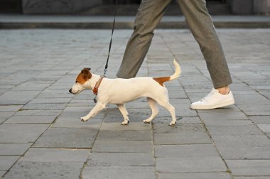 Şehir caddesinde Jack Russell Terrier 'ı olan adam, yakın plan. Köpek gezdirme