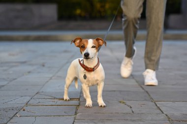 Şehir caddesinde Jack Russell Terrier 'ı olan adam, yakın plan. Köpek gezdirme