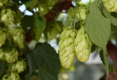Açık havada taze yeşil zıpzıp yetişiyor, yakın plan.