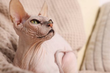 Güzel Sphynx kedisi evdeki kanepede dinleniyor, yakın plan. Sevimli hayvan