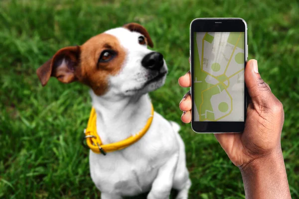 Application to find pet by identification chip. African American man using smartphone near dog with collar outdoors, closeup