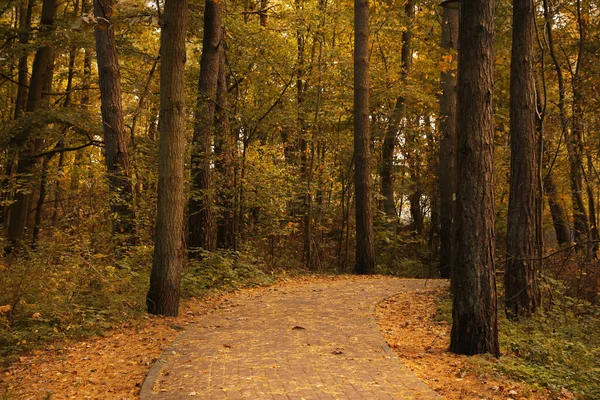 秋の公園には紅葉の美しい木や道がたくさんあります — ストック写真