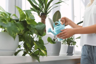 Woman watering beautiful houseplant on windowsill at home, closeup