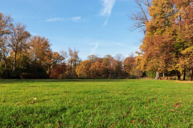 Güneşli bir günde güzel ağaçların ve yeşil çimlerin olduğu resim gibi bir park manzarası. Sonbahar mevsimi