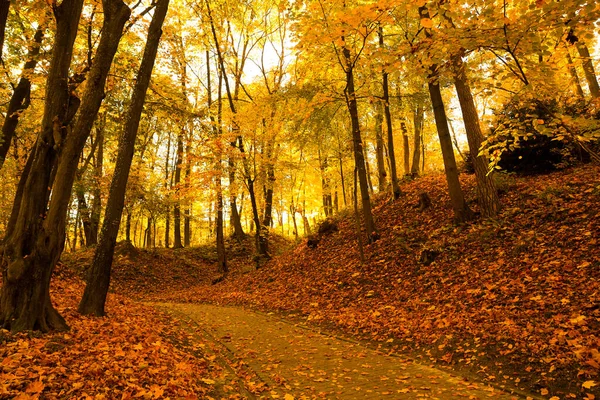 公園内の美しい黄色の木々や舗装された通路 — ストック写真