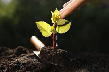 Dışarıda filizlenen bir kadın, yakın plan. Ağaç dikme