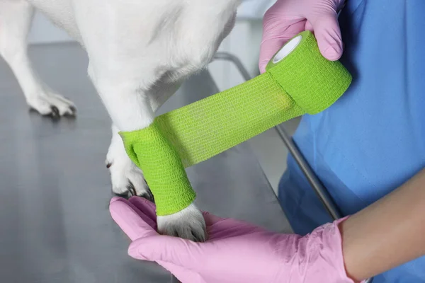 Veterinarian applying bandage onto dog's paw at table indoors, closeup