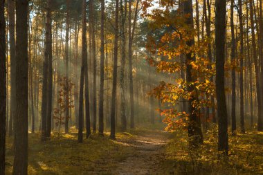 Ağaçların arasından parlayan güneş ışınlarıyla muhteşem orman manzarası