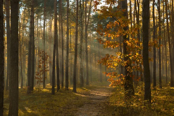 Ağaçların arasından parlayan güneş ışınlarıyla muhteşem orman manzarası