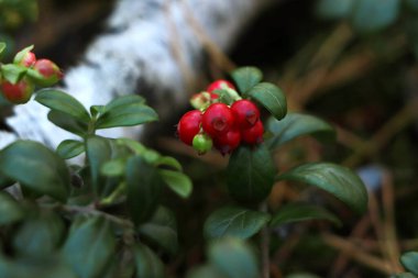 Lezzetli olgun kırmızı yaban mersini karışımı, yakın plan.