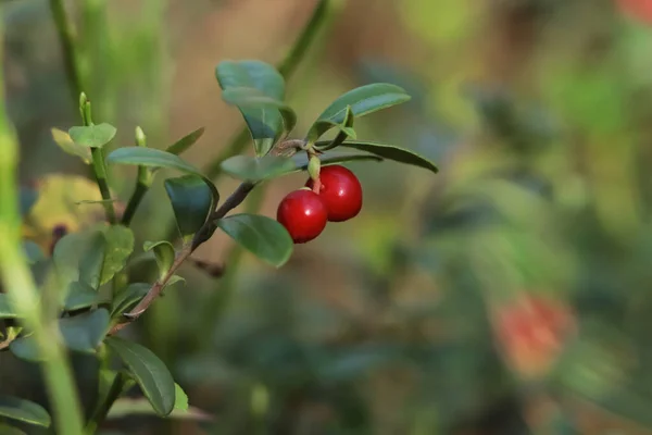 Tasty ripe lingonberries growing on sprig outdoors, space for text