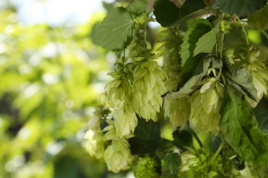 Açık havada taze yeşil zıpzıp yetişiyor, yakın plan. Metin için boşluk