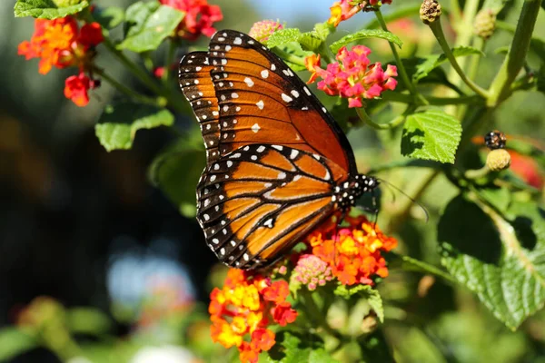 Kaunis Oranssi Monarch Perhonen Kasvi Ulkona — kuvapankkivalokuva