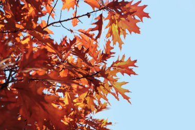 Sonbahar yapraklı güzel ağaçlar güneşli bir günde gökyüzüne karşı, alçak açılı.