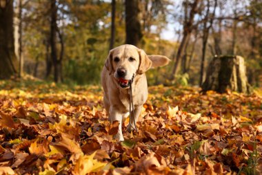 Güneşli sonbahar parkında oyuncak topu olan şirin Labrador Retriever köpeği.