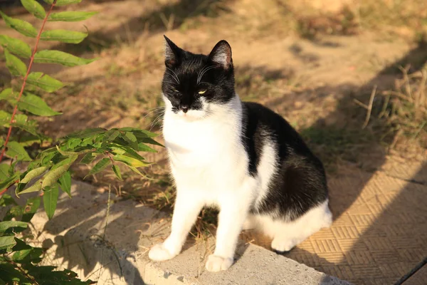 Roztomilá Černobílá Kočka Venku Chodníku Zbloudilé Zvíře — Stock fotografie