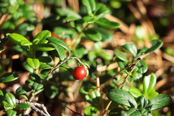 Tasty ripe lingonberry growing on sprig outdoors