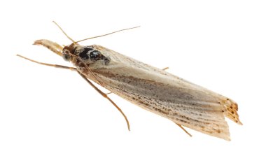 Tek chrysoteuchia culmella güve beyaz, üst manzara