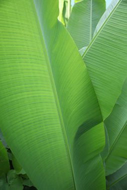 Açık havada yetişen yemyeşil güzel bitkiler, yakın plan