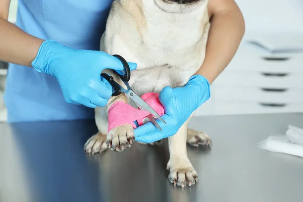 Professional veterinarian cutting bandage wrapped around dog\'s paw in clinic, closeup