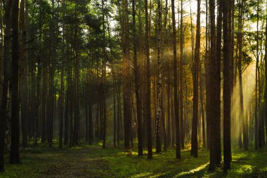 Ağaçların arasından parlayan güneş ışınlarıyla muhteşem orman manzarası