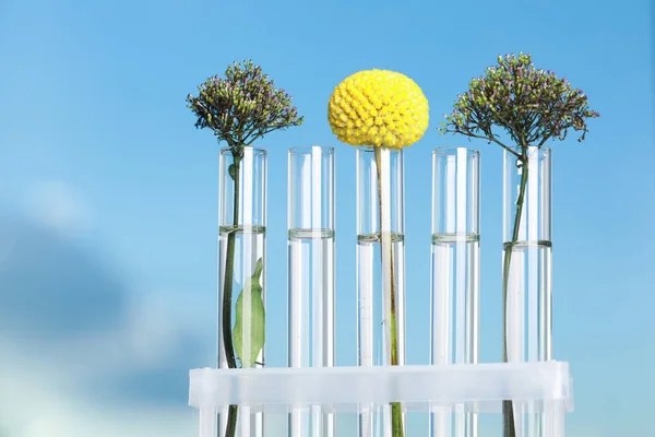 Different plants in test tubes on blurred background, closeup