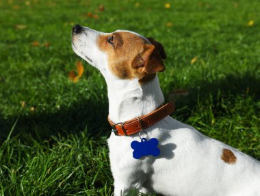 Güzel Jack Russell Terrier köpek tasmalı, yeşil çimlerde metal etiketli.