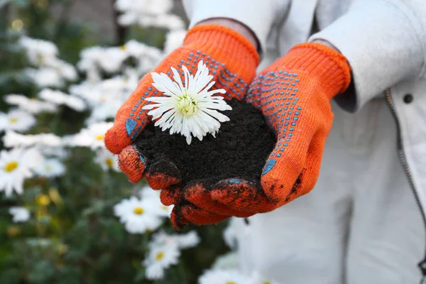 Woman in gardening gloves holding pile of soil with flower outdoors, closeup