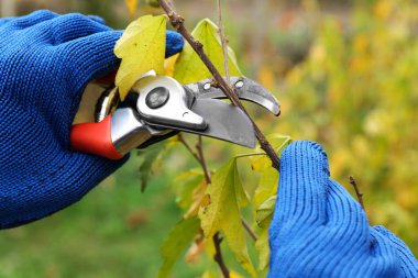 Bahçedeki kesiciler ağaç dalını buduyor, yakın plan.