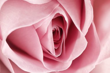 Erotic metaphor. Rose bud with petals resembling vulva. Beautiful flower as background, closeup clipart