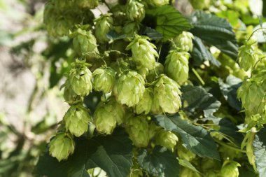 Açık havada taze yeşil zıpzıp yetişiyor, yakın plan.