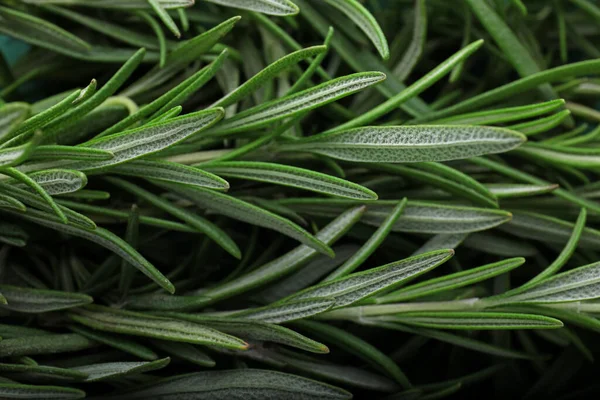 Closeup view of fresh rosemary as background