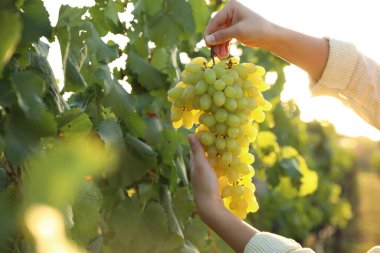 Üzüm bağında olgun üzümlerden oluşan bir küme tutan kadın, yakın plan.