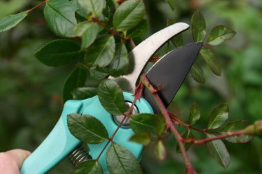 Açık havada ağaç dallarını budamak, yakın plan.