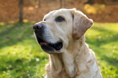 Güneşli sonbahar parkında şirin Labrador Retriever köpeği, yakın plan.