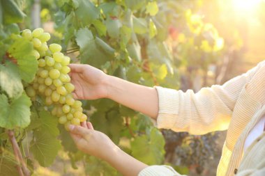 Üzüm bağında olgun üzümleri toplayan kadın, yakın plan.