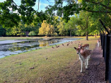 Cute small deer and ducks outdoors near river clipart