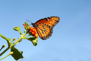 Beautiful orange Monarch butterfly on plant outdoors clipart