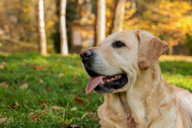 Güneşli sonbahar parkında yeşil çimlerde tatlı Labrador Retriever köpeği. Metin için boşluk