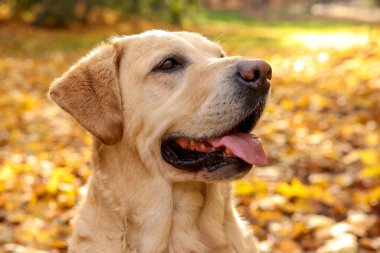 Güneşli sonbahar parkında şirin Labrador Retriever köpeği, yakın plan.