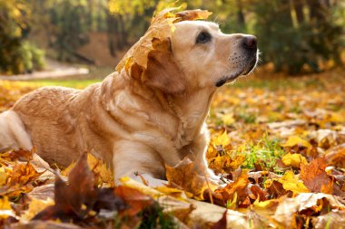 Güneşli sonbahar parkında düşen yaprakların üzerindeki şirin Labrador Retriever köpeği.