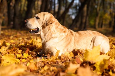 Güneşli sonbahar parkında düşen yaprakların üzerindeki şirin Labrador Retriever köpeği.