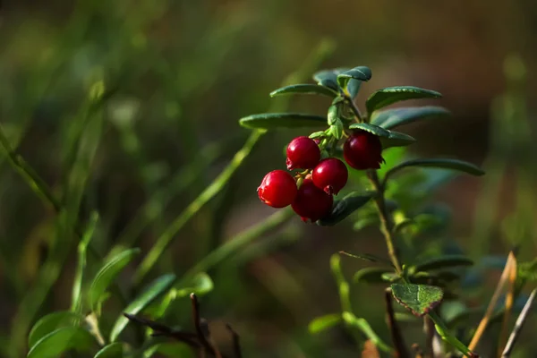 Tasty ripe lingonberries growing on sprig outdoors