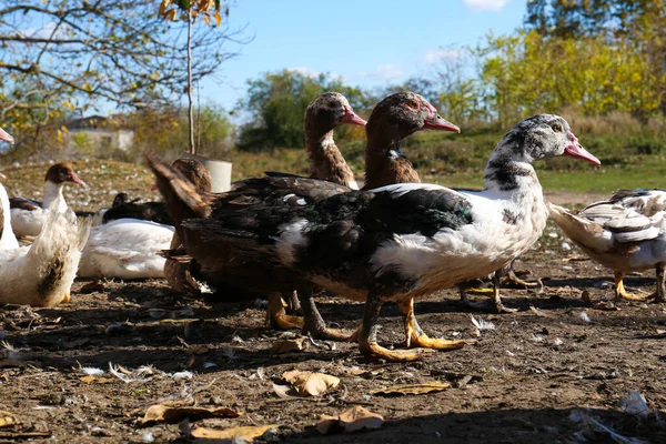 Muitos Patos Moscovo Livre Dia Ensolarado Vida Rural — Fotografia de Stock