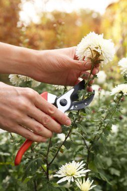 Bahçedeki mezhepçiler tarafından kasımpatı budama, yakın plan.