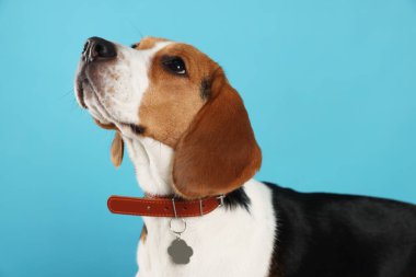 Açık mavi arka planda şık yakalı sevimli Beagle köpeği